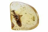 Polished Colombian Copal ( g) - Contains Partial Cockroach! #264391-1